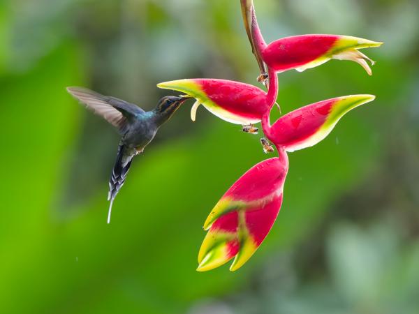 <h3><a href="/trips/costa-rica/biota/animalia/chordata/aves/033 apodiformes/004 trochilidae/phaethornis guy/phaethornis guy-nl.html">Phaethornis&nbsp;guy</a> / Green&nbsp;hermit / Groene&nbsp;heremietkolibrie</h3>OM-1 Mark II met OLYMPUS M.150-400mm F4.5, 1/500 sec  bij F4.5, ISO 10000, afstand 5.95&nbsp;m
